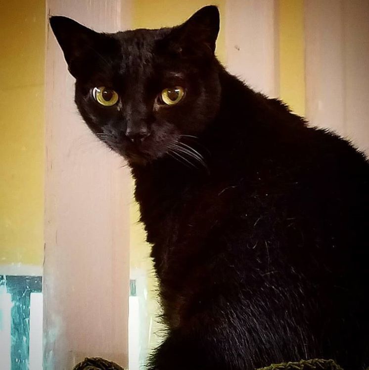 Pepper